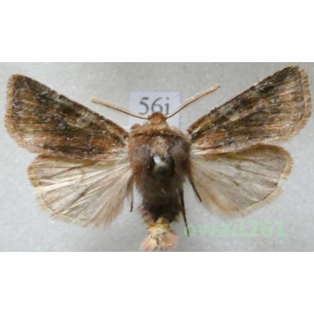 Cerastis leucographa (Denis & Schiffermüller, 1775) Czech56i
